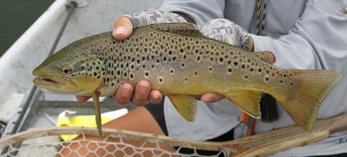 Montana trout - Healing waters Montana