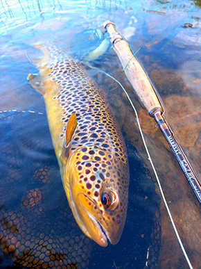 Fish caught By Allan Liddle Fly Dresser tying at The Irish Fly Fair 2025