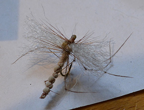 Fly by Ashley Strutt England