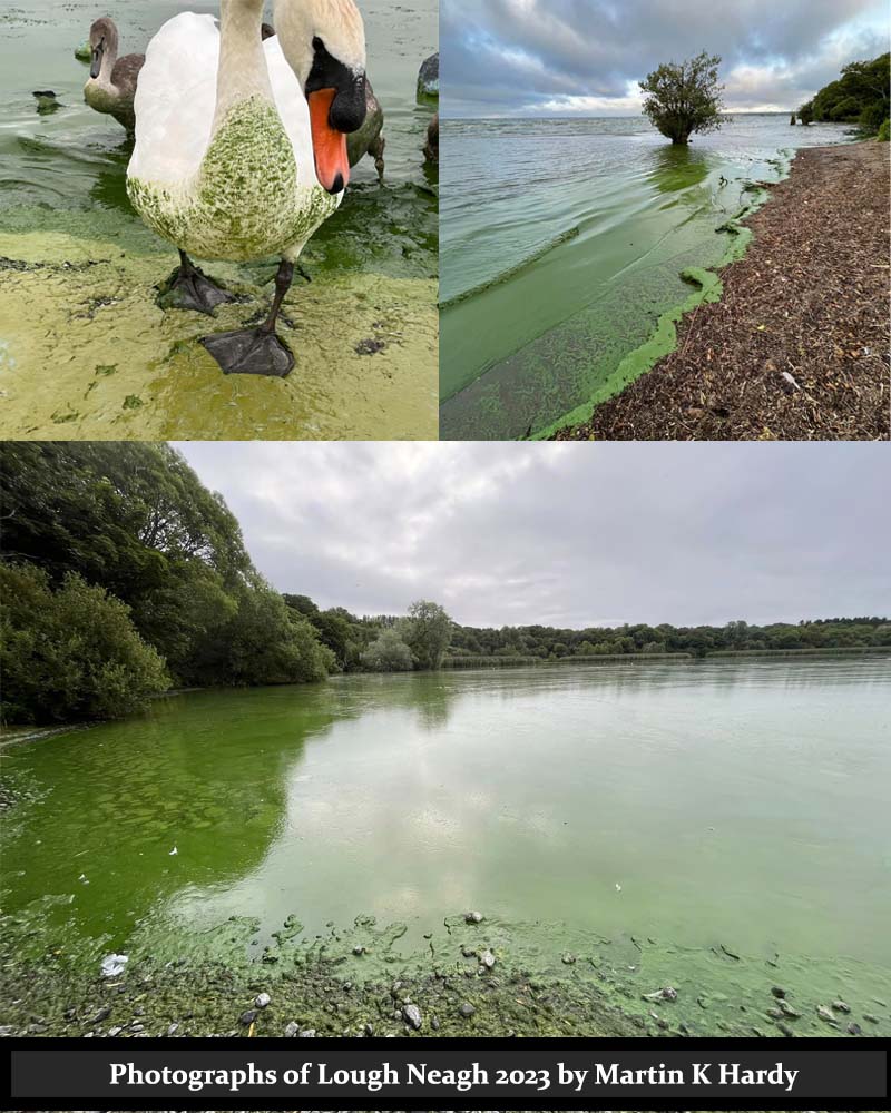 Lough Neagh 2023 blue green algae, pollutions.Photographs by Martin K Hardy